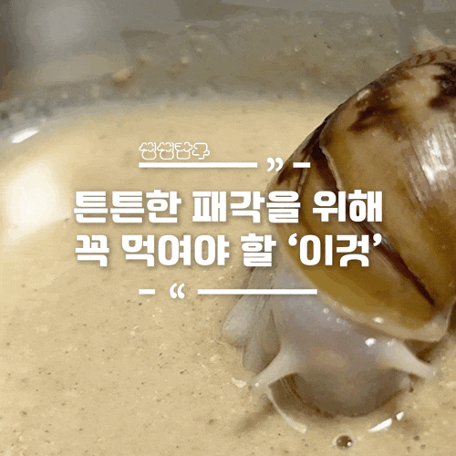 아프리카왕달팽이 먹이 줄 때 '난각가루' 꼭 먹이세요