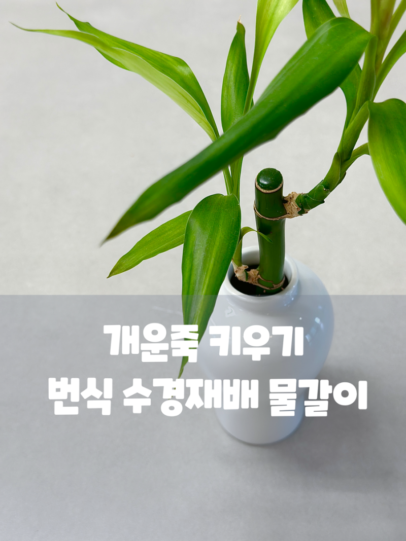 개운죽 키우기 화분 옮겨심기 번식 수경재배 물갈이 노하우