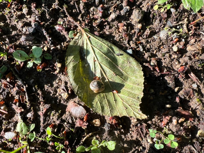 명주달팽이 키우기 수명 달팽이 먹이 특징