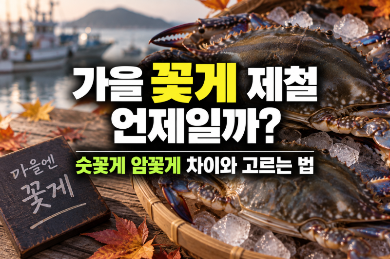 가을 꽃게 제철 언제일까? 숫꽃게 암꽃게 차이와 고르는 법