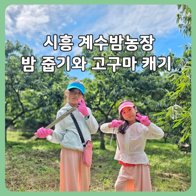 시흥 계수밤농장 예약방법·준비물, 밤줍기와 고구마캐기 후기