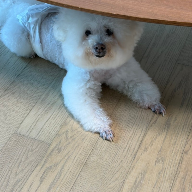 아몬스 소프트 남아용 강아지 기저귀(매너벨트) 내돈내산 후기｜6kg 비숑 마킹 스트레스 해방....