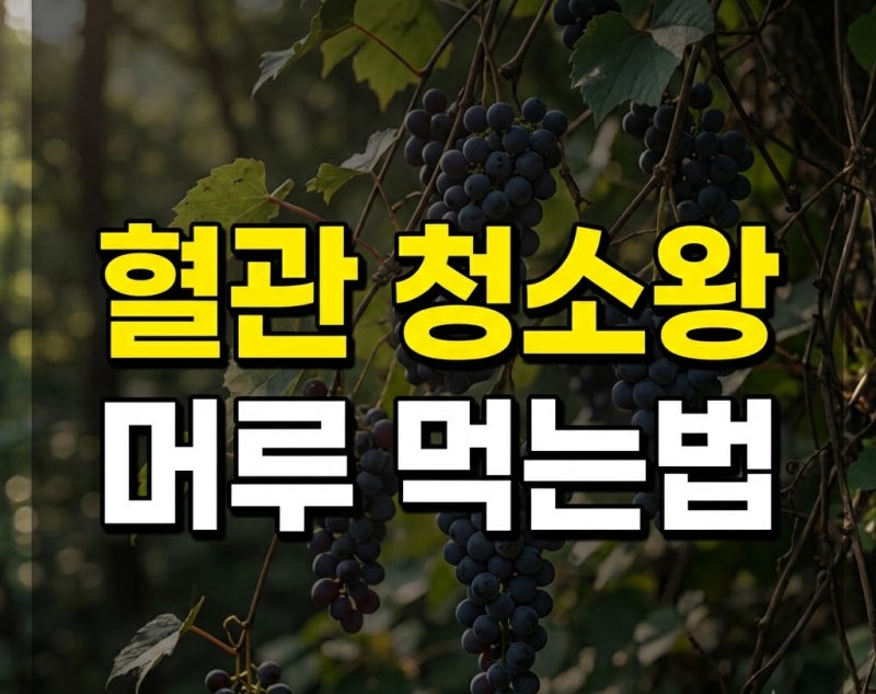 머루와 머루포도 차이점｜우리나라 자생포도 머루의 기원부터 효능·먹는법·머루주까지