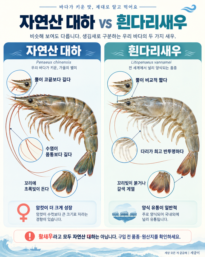 가을 대하철은 언제일까? 자연산 대하와 흰다리새우 구별법부터 소금구이까지