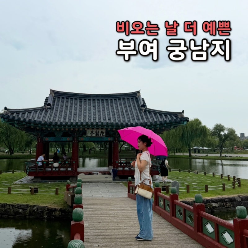 扶余の観光スポット、宮南池は9月も蓮の花がいっぱい、雨の日も美しい扶余旅行