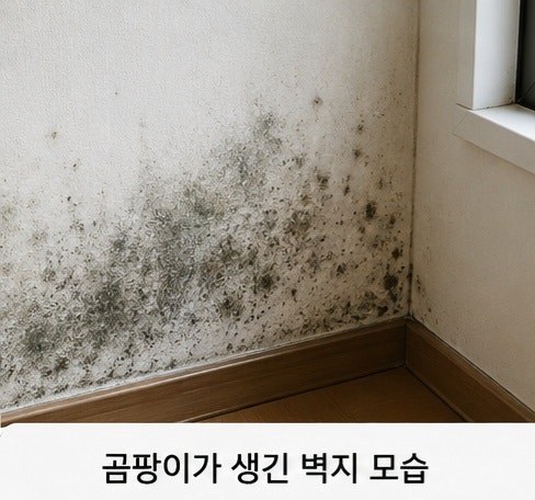 곰팡이 생긴 벽지 제거방법｜닦는 법부터 재발 방지까지