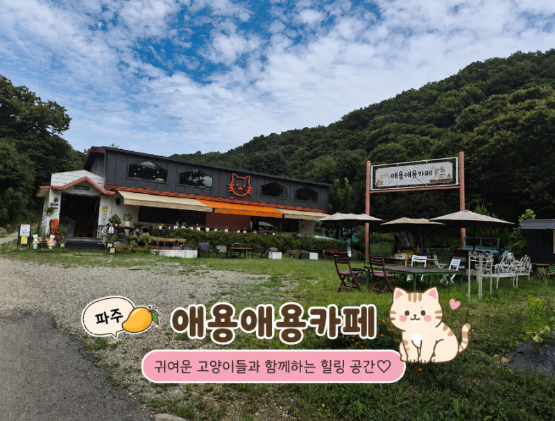 [파주] 파주 고양이카페 '애용애용카페' 구)커피먹고가세