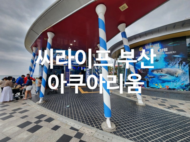 씨라이프 부산 아쿠아리움 할인 꿀팁과 공연시간 해운대 가볼만한곳