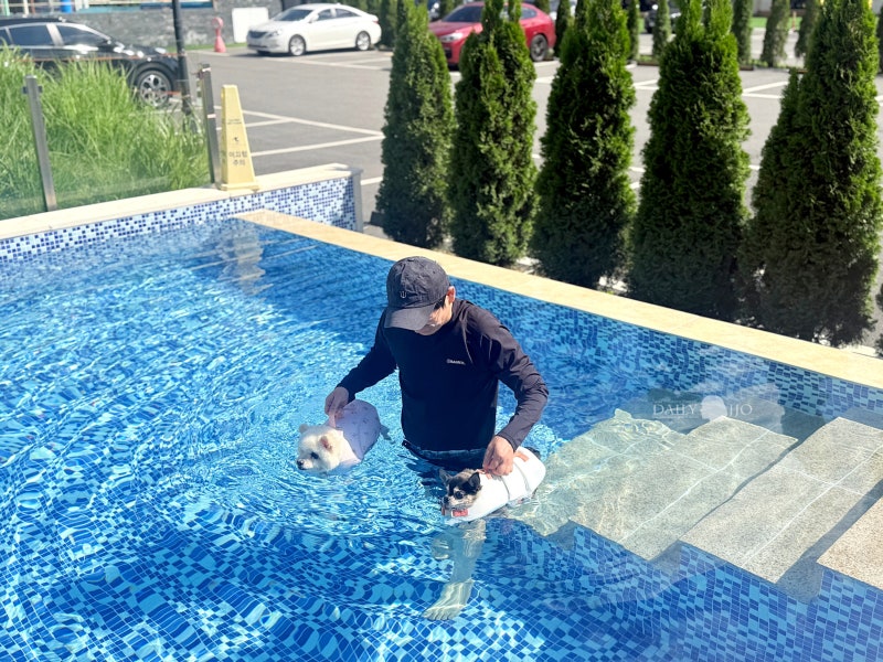 가평 반려견 동반 가능 애견 풀빌라 펜션 [모모 애견 풀빌라] 이용 요금, 야외수영장 내돈내....