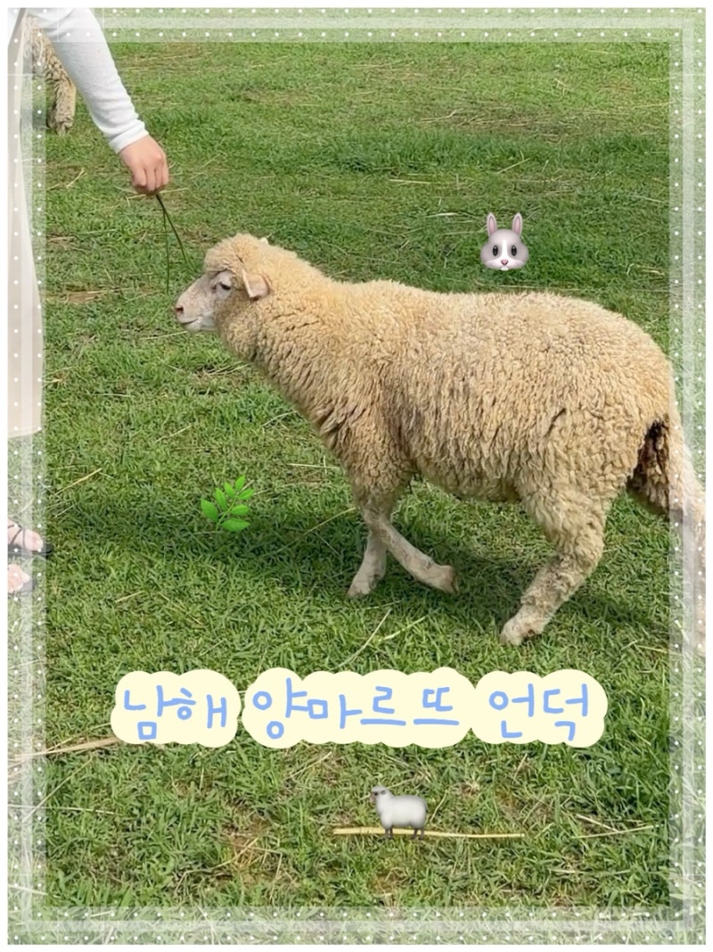 【南海旅行】南海羊牧場ヤンマルットゥ丘 餌やり体験料金正直レビュー