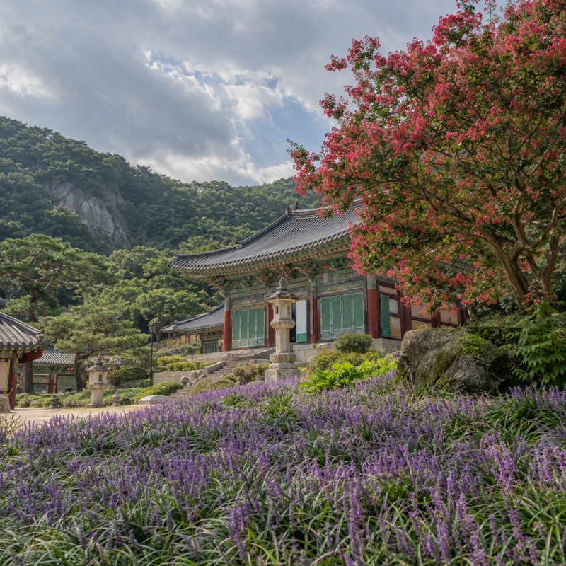 2026 충남 9월 꽃구경 가볼만한곳 5곳 배롱나무·맥문동·팜파스·백일홍 초가을 꽃명소