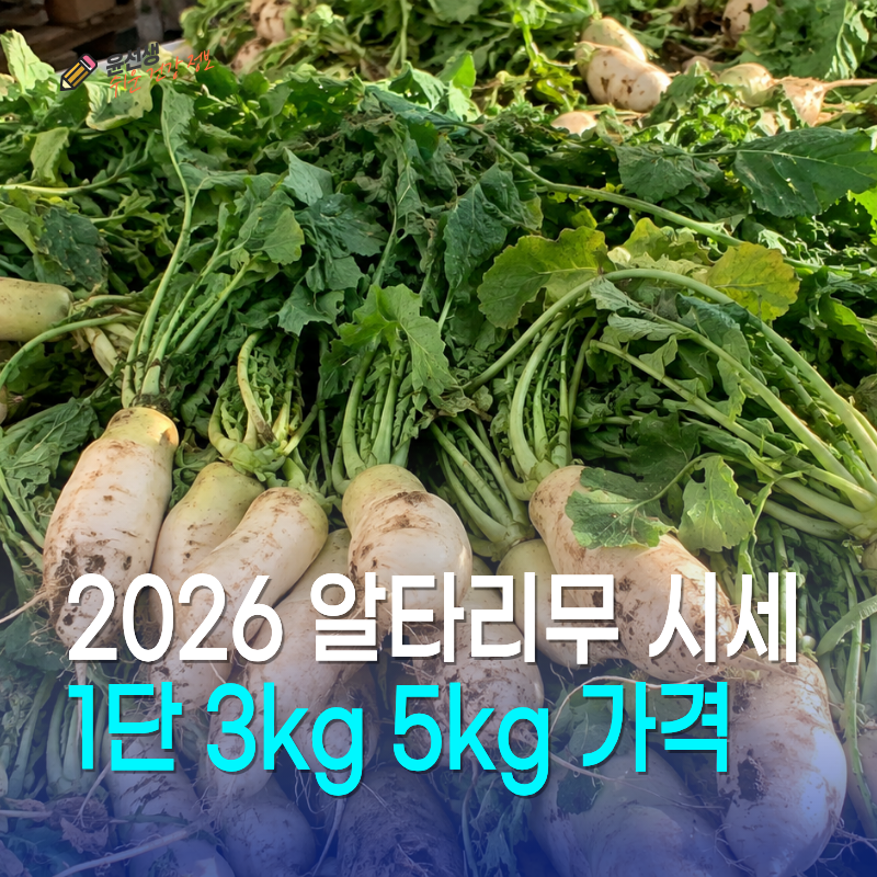2026 알타리무 시세, 1단 3kg 5kg 가격