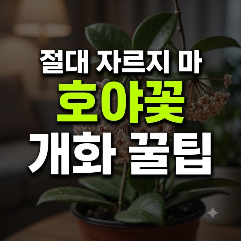 호야꽃 꽃말 키우기 향기 피우는 방법 화분 총정리(+개화기간 시기 종류 리사 하트)