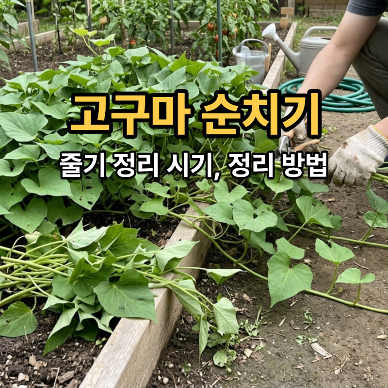 고구마 순치기, 줄기 정리 잘못하면 오히려 수확량 줄어듭니다