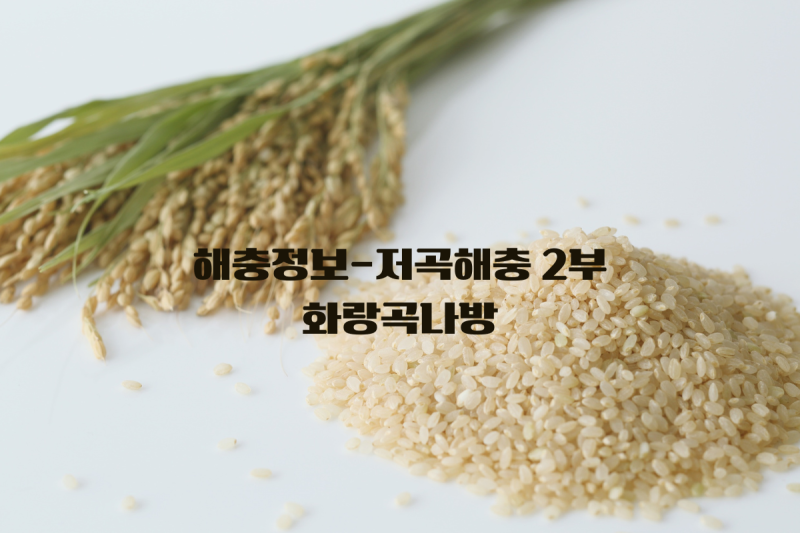 해충정보-저곡해충[2부]화랑곡나방, 같은 나방이라고 방심하면...