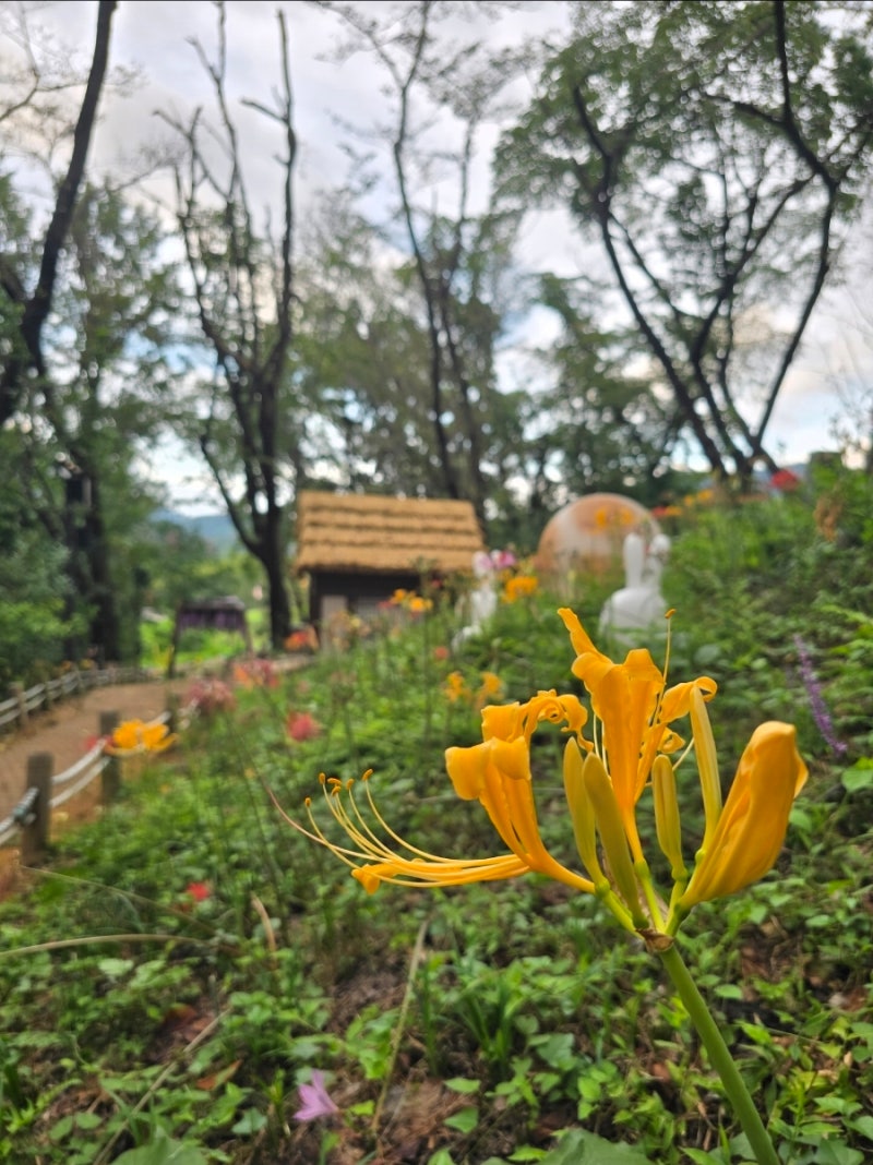 경남 가볼만한곳 상사화 명소 밀양 영남루 밀양읍성 별빛정원 여행