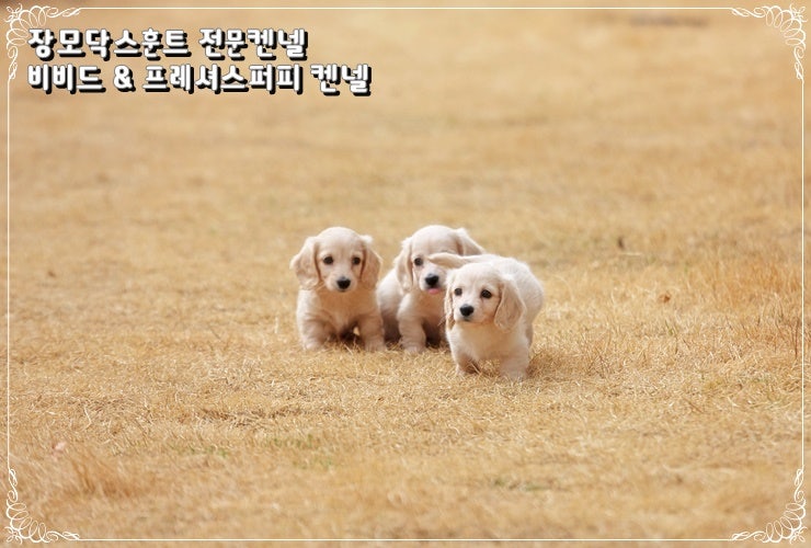 장모닥스훈트 크림 모색 차이 쉐이드크림과 퓨어크림 부모견 확인 기준 프레셔스퍼피켄넬