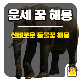 신비로운 동물꿈 해몽 풀이로 알아보는 내 운명의 숨겨진 길몽