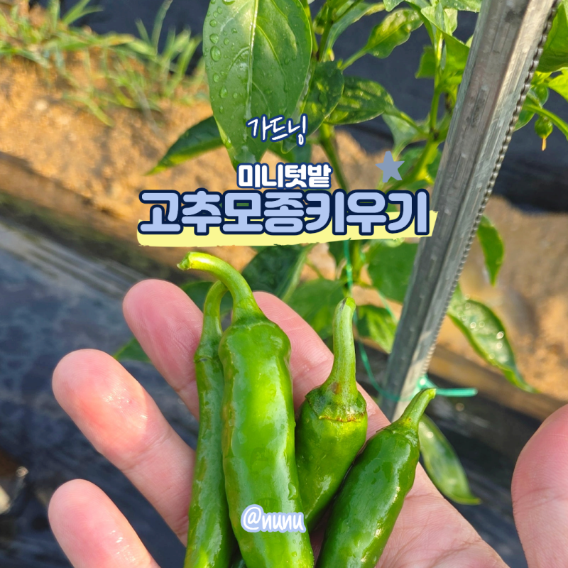 고추모종키우기 고추 모종 심기 꽃 지지대 물주기 키우기 곁순 따기 농사 방법