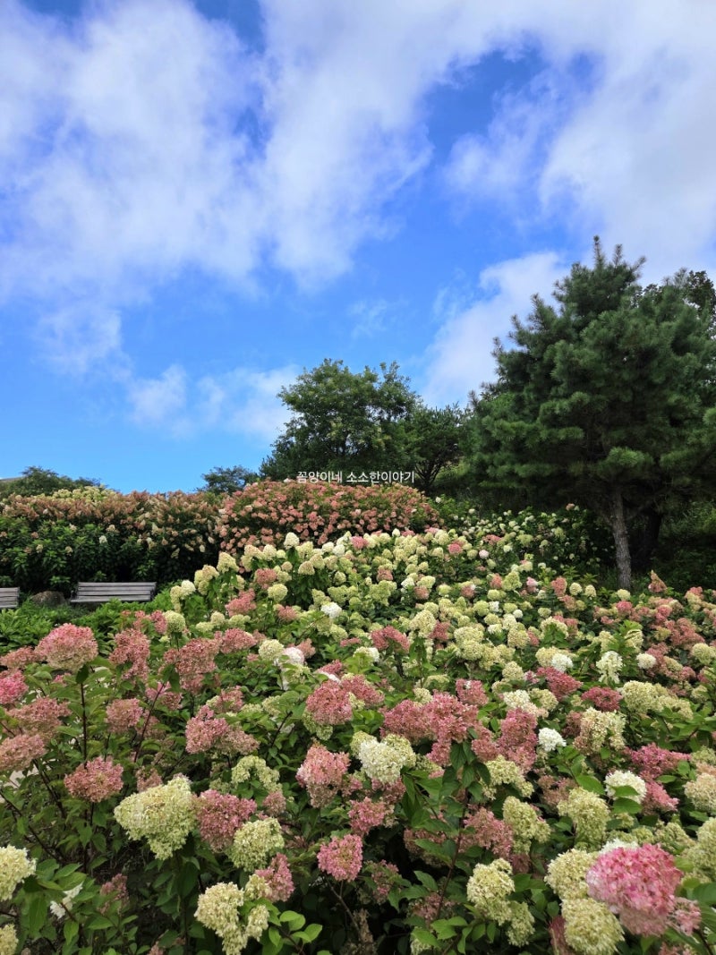 Hapcheon Hwangmaesan Hydrangeas: Real-time Pink Bloom Information