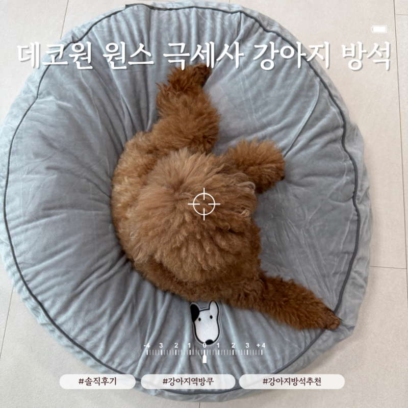 강아지 방석 데코원 원스 극세사 솔직 후기