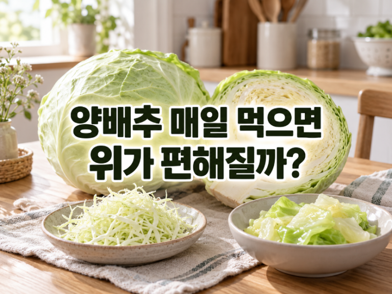 양배추 효능, 위에 좋다고 매일 먹어도 될까? 생으로 먹는 법과 하루 섭취량
