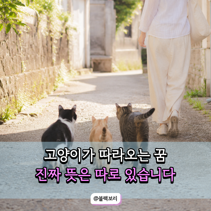 고양이를 피해도 계속 쫓아오는 꿈… 마음속에 남은 "이 고민" 때문일 수도 있어요