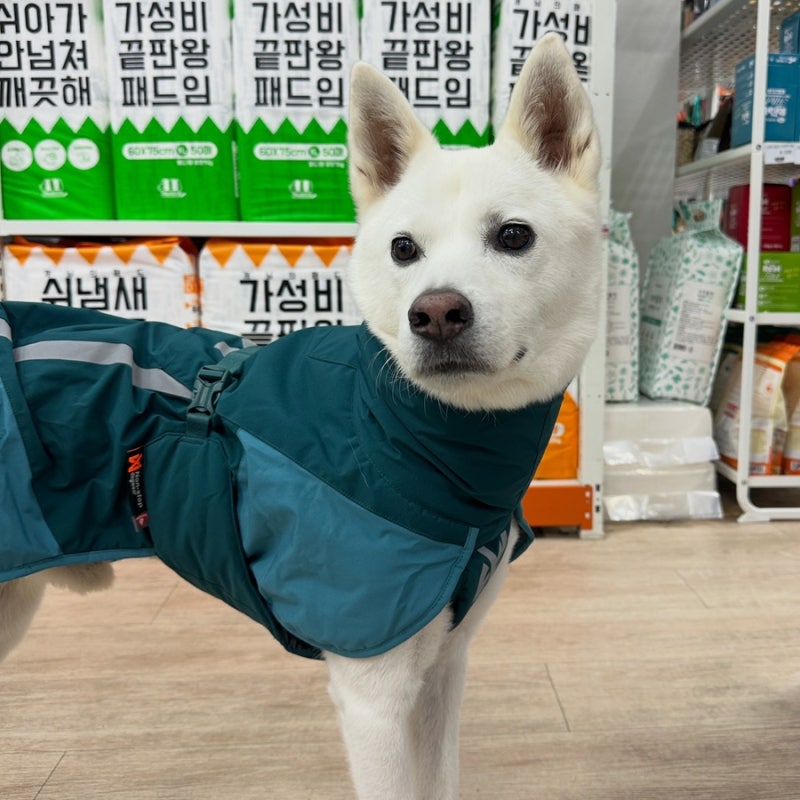 강아지 하네스와 옷 50만원어치 후기_중대형견 겨울패딩,하네스 추천_강아지용품_논스톱패딩....