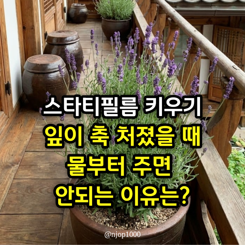 스파티필름 키우기, 잎이 축 처졌을 때 물부터 주면 안 되는 이유는?