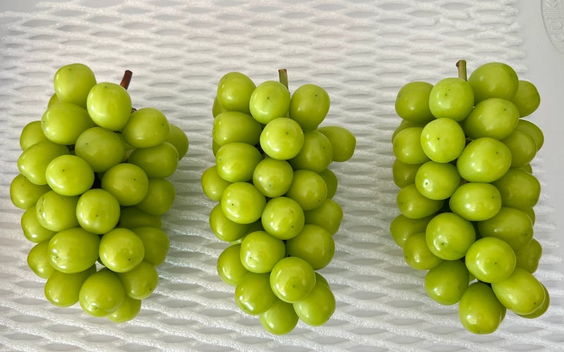 해서농장 샤인머스켓 맛있는 송이 고르는 법
