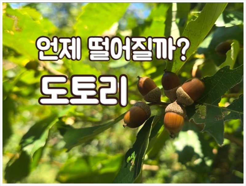 도토리 줍는 시기, 언제 떨어질까? 종류부터 채취·먹는 법·효능·주의사항까지
