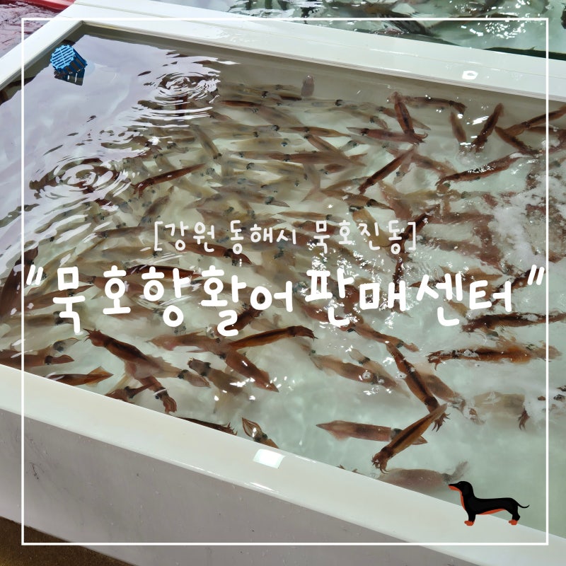 "강원 동해시" 묵호항활어판매센터 방문 후기, 활어회 가격이 생각보다 저렴해요