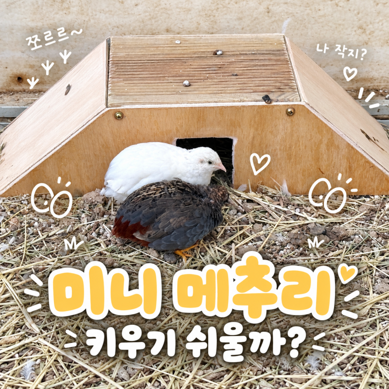 귀여운 반려조 미니 메추리 새 키우기 용품부터 부화 준비까지