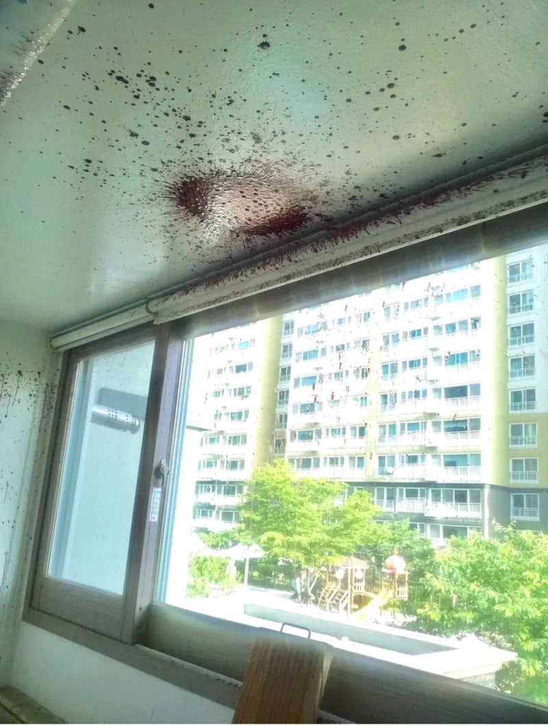 늦가을에 자주 발생하는 무자비한 복분자 살인사건ㅣ다이소 담금주 유리공병ㅣ다이소 과실....