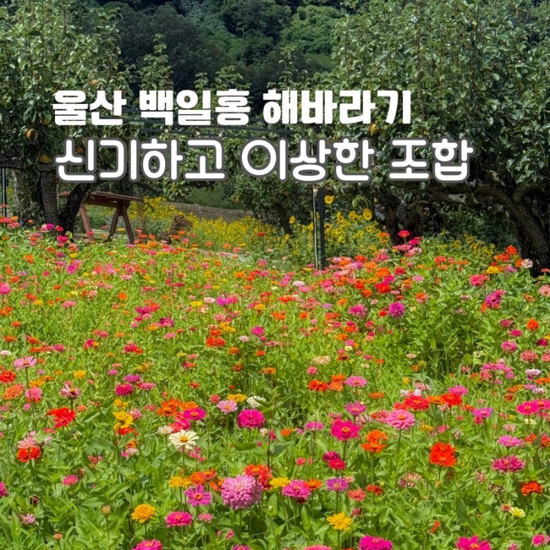 울산 대형 카페 부산근교 드라이브 오차드힐베이커리
