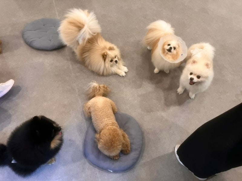 [대구] 귀여운 강아지들이 있는 동성로 애견카페 힐링독