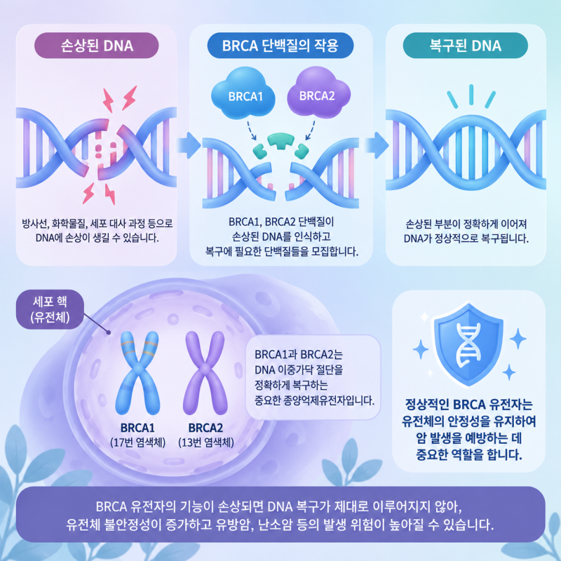 BRCA1, BRCA2 유전자란? 유방암·난소암 위험을 높이는 유전자 정리