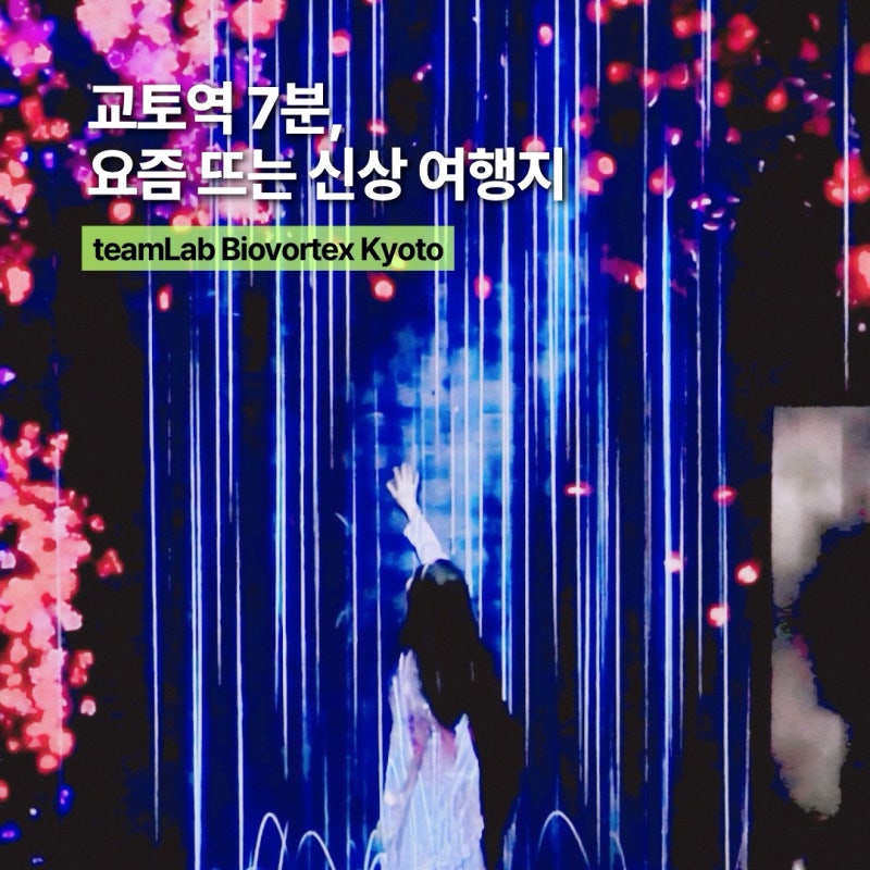 팀랩 바이오보텍스 교토 후기, 당일치기 교토여행코스 추천