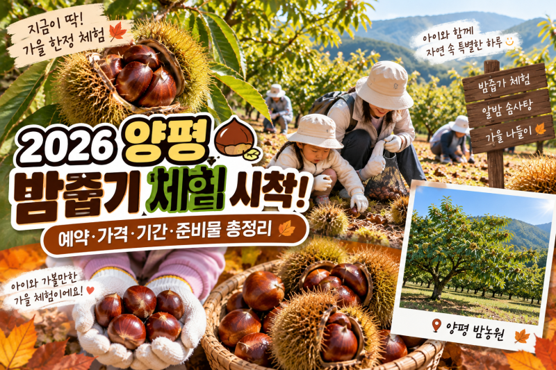 「2026 양평 밤줍기 체험 시작! 아이와 가볼만한곳 밤농원 예약·가격·준비물 총정리」