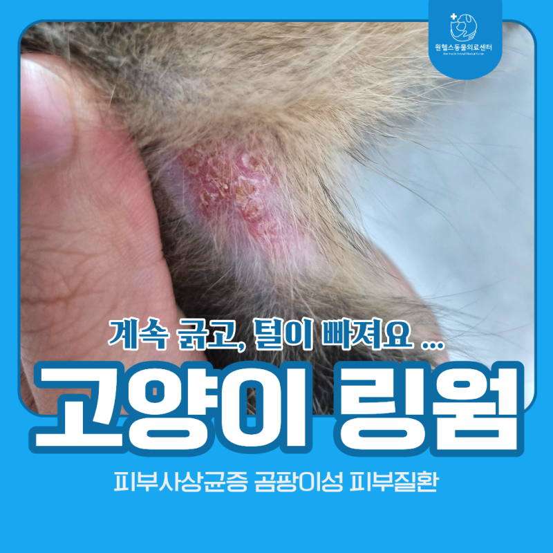 고양이 원형탈모, 링웜(피부사상균증)일 수 있어요