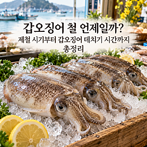 갑오징어 철 언제일까? 제철 시기부터 갑오징어 데치기 시간까지 총정리