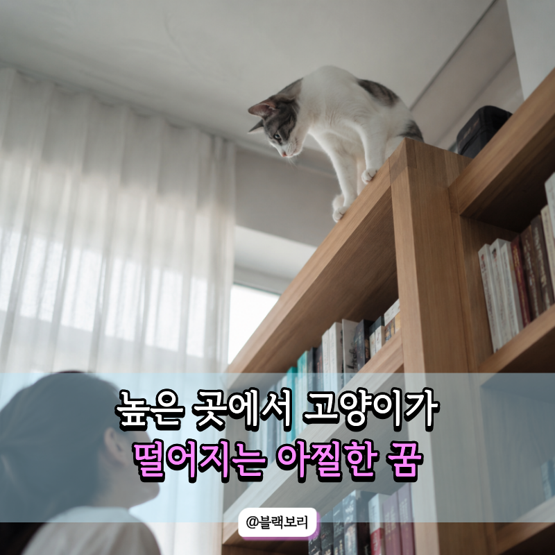 높은 곳에서 고양이가 떨어져 심장이 철렁했다… 나쁜 꿈인 줄 알았는데 뜻은 달랐어요