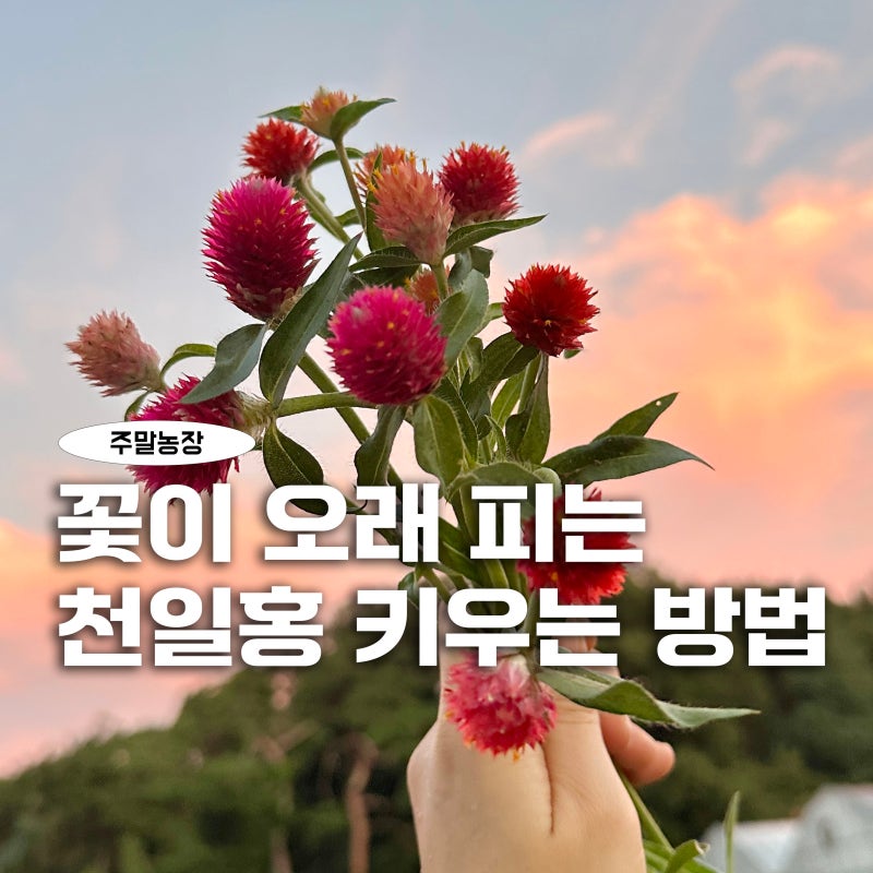 천일홍 키우기_씨앗 파종부터 발아, 개화까지