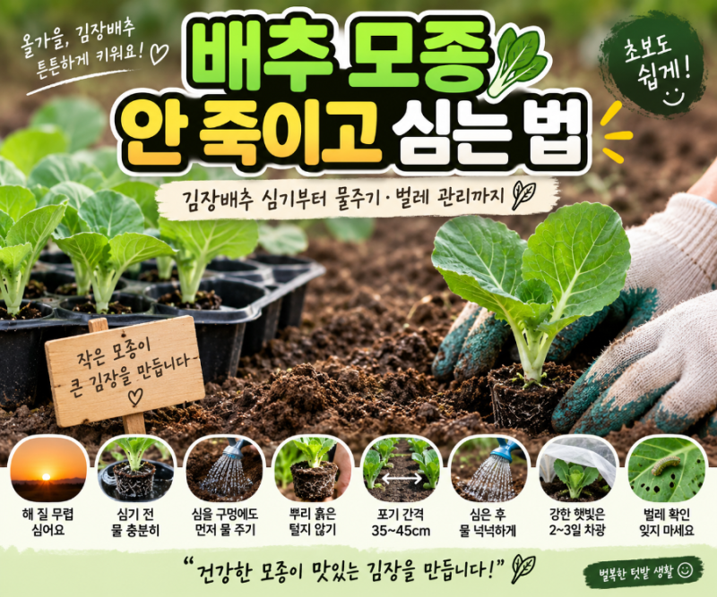 배추모종 안 죽이고 심는 법 ｜김장배추 심기부터 물주기·벌레 관리까지」**