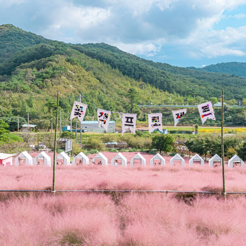 "핑크뮬리 이 시기가 가장 예쁩니다" 안성팜랜드부터 가을 핑크뮬리 명소 TOP5