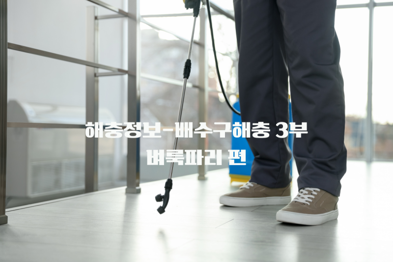 해충정보-배수구 해충[3부]벼룩파리, 퇴치방법과 초파리와 구별하기