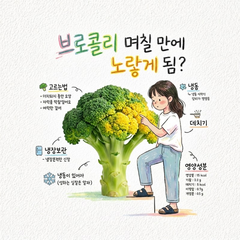 브로콜리 고르는법 냉장보관 냉동 데치기 영양성분