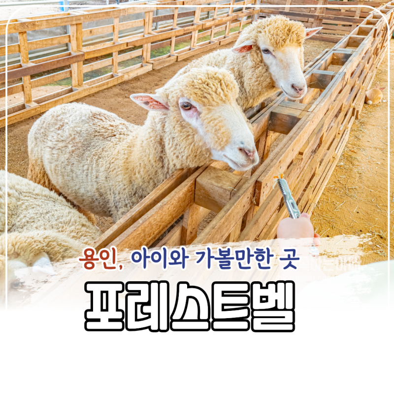 용인 포레스트벨 아이와 실내 가볼만한 곳ㅣ동물카페 먹이주기체험