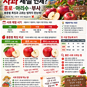 사과 제철 언제?｜홍로·아리수·부사 차이와 맛있는 사과 고르는 법