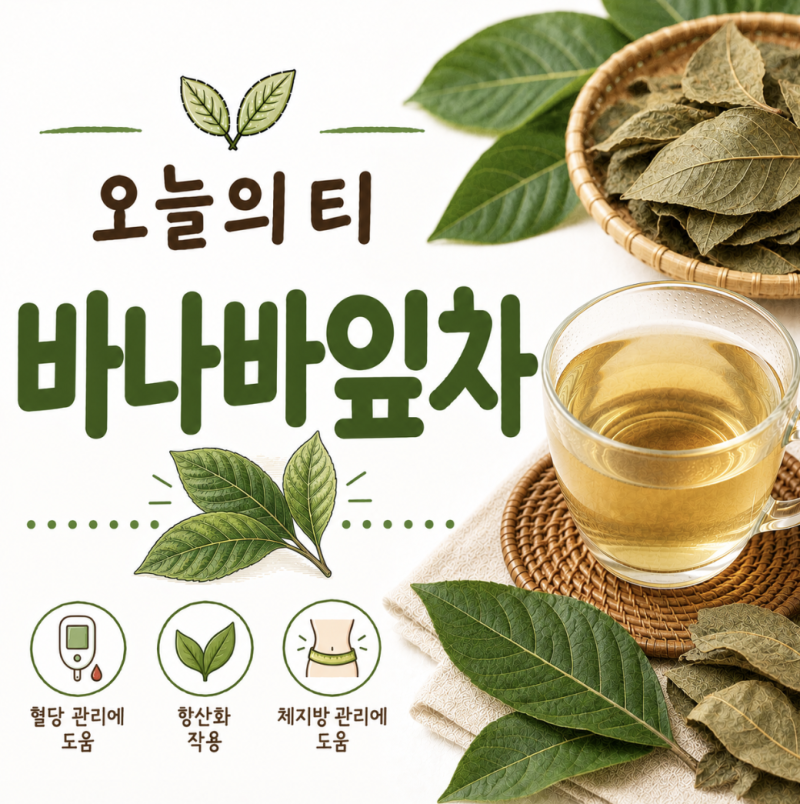 바나바잎차 효능과 부작용 | 식후 혈당과 대사를 다스리는 맑은 기운, 코로솔산 관리 [오늘의....